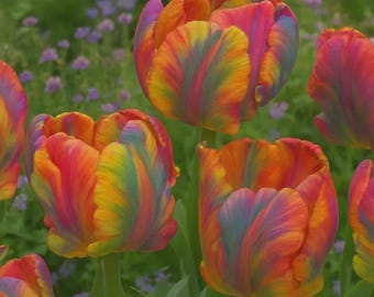 10 Pacs Rainbow Parrot Tulip Bulbs, Easy-to-Grow Perennial Flowers