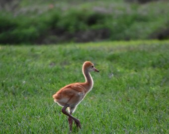 Grulla canadiense bebé caminando en un prado – Fotografía de vida silvestre para pared (Descarga digital)