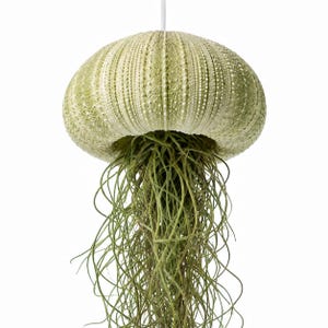 May include: A hanging decorative object featuring a pale green sea urchin shell as the top portion, with long, thin, trailing green air plant tendrils extending downward from the center, suspended by a thin white cord against a white background.