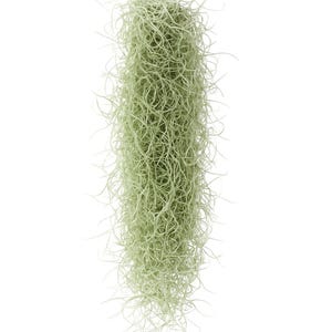 May include: A hanging plant with long, thin, light green strands. The plant has a dense, textured appearance, with the strands cascading downwards. The background is plain white, highlighting the plant's unique form and color. This plant is a type of air plant.