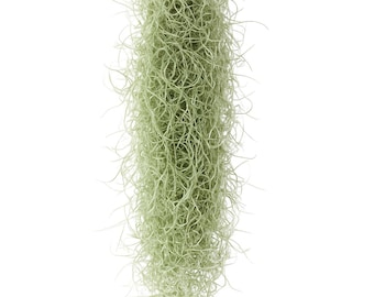 Musgo español fresco y vivo (Tillandsia Usneoides)
