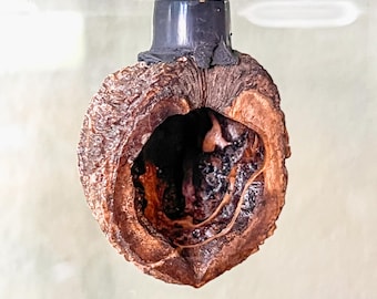 Cáscara de nuez auténtica / Escondite para araña saltarina / Decoración natural para terrario