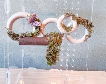 Wooden Ring Climber | Natural Jumping Spider Enclosure | Playground Decor
