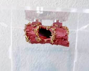 Hollow Log Hide for Jumping Spiders | Natural Ceiling House | Realistic Enclosure Decor