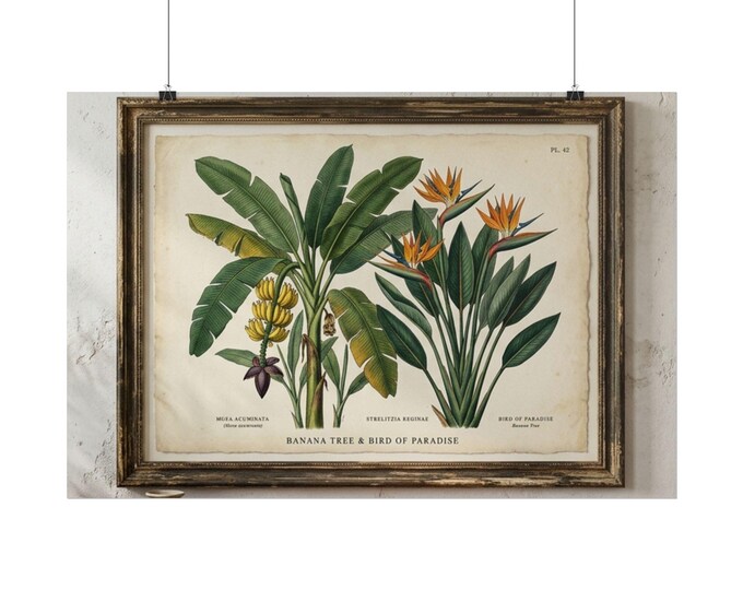 Botanical Vintage Bird of Paradise illustration Rolled Poster | Tropical Plant Print