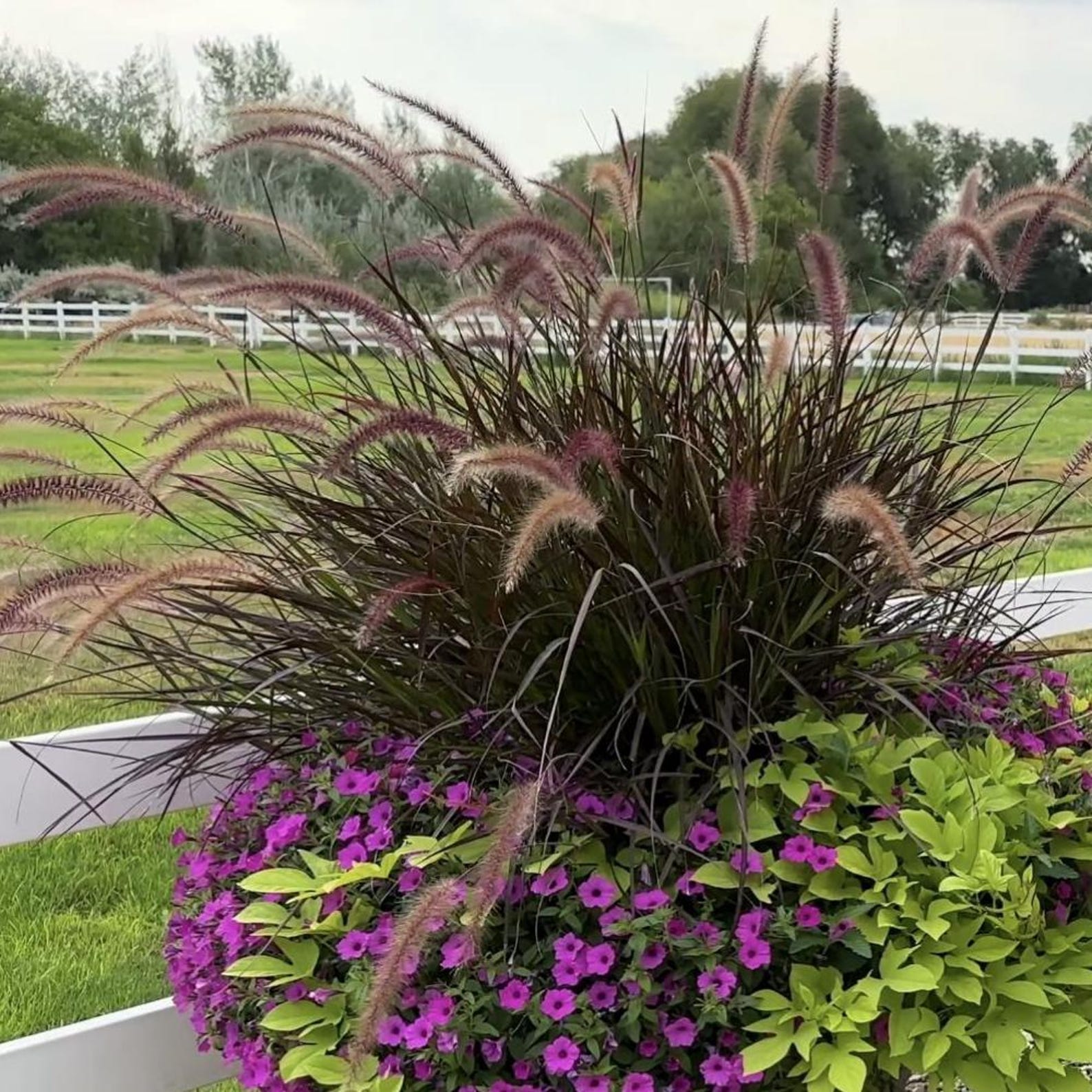Purple Fountain Grass Live Plant, 5-8" Tall Ornamental Purple Grasses