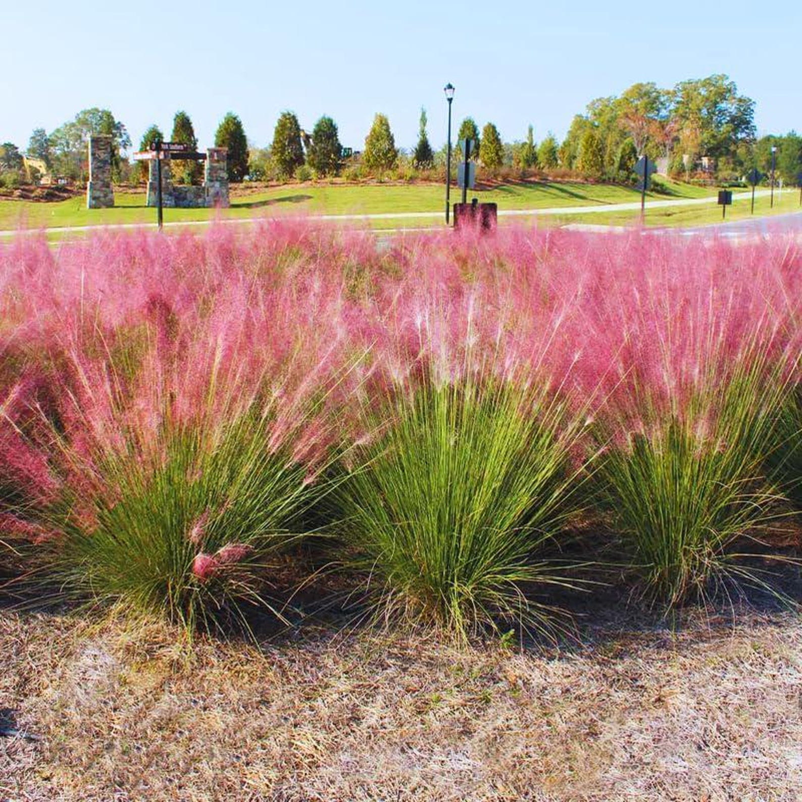 Pink Muhly Grass Plant, 5-8" Ornamental Perennial Grasses Low