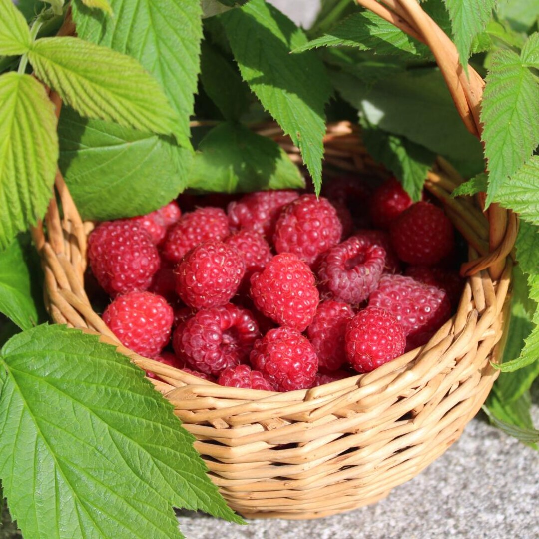 Caroline Raspberry Live Plant (4–8 Inches), Everbearing Red Raspberry ...