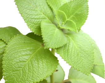 Set 2 Cuban Oregano Plant, 4-6" Herb Seedling