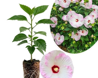 Live Hibiscus Luna Plant - Hardy Perennial, Pink Blooms (4-7 Inch)