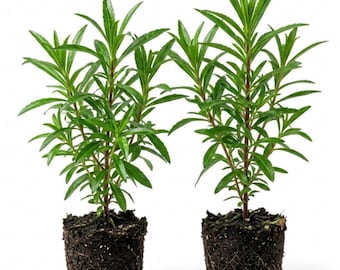 2 Texas Tarragon Plants 4-6 Inch - Mexican Mint Herb Plants