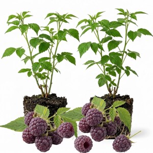 May include: Two raspberry plants with green leaves and stems, each planted in a dark soil base. Clusters of ripe, dark purple raspberries are visible, some detached. The image is set against a white background.