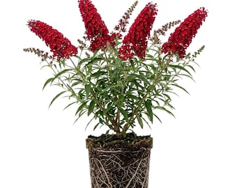 Red Butterfly Bush, 5-8" Tall Deep Red Blooms Plants, Buddleia Flowering Shrub Plant