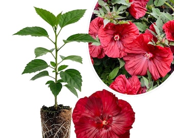 Hibiscus Luna Red Live Plant - Hardy Perennial, Deep Red Blooms, 4-7 Inch Starter