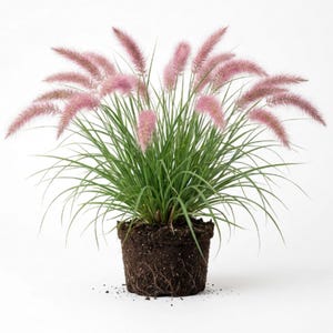 May include: A potted ornamental grass plant featuring long, thin, vibrant green blades and multiple soft, feathery, light pink plumes extending outward. The plant is shown with its dark brown, cylindrical root ball exposed, showing soil.