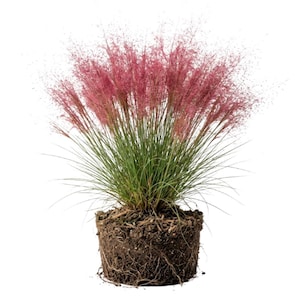 May include: A vibrant ornamental grass with pink plumes and green blades. The plant is shown in a pot of soil, with visible roots. The pink plumes are the most striking feature, creating a soft, airy texture. The plant is set against a white background.