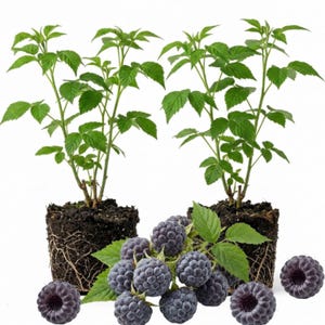 May include: Two young blackberry plants with green leaves and exposed roots are shown. Clusters of ripe, dark purple blackberries are displayed in front of the plants. The berries have a textured surface and are surrounded by green leaves.
