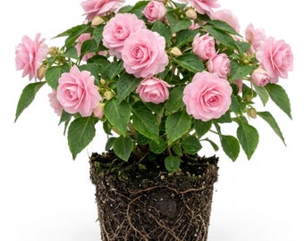 Pink Double Rosette Impatiens Plant, 4-6 Inch Tall - Live Shade Flower Plant (No Pot)