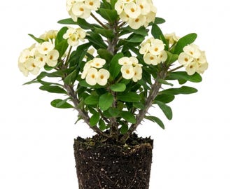 May include: A potted crown of thorns plant with clusters of creamy white flowers and small yellow centers. The plant has green leaves and thorny stems. The plant is in a dark soil-filled pot, ready for planting.