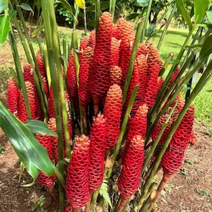 May include: A cluster of vibrant red and orange ginger flowers with a cone-like shape. The flowers are surrounded by green stalks and leaves, creating a striking contrast. The image is taken outdoors, with a blurred green background.