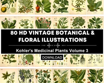 Vintage Heilpflanzen Botanische Illustrationen | Kohlers Flora Volume 3 druckbare Wandkunst (Digitaler Download)
