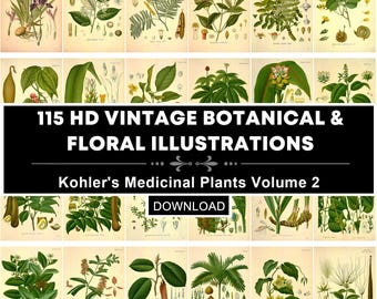 Köhlers Heilpflanzen Vol. 2 Illustrationen | 115 Vintage Blumen Teller (Digitaler Download)