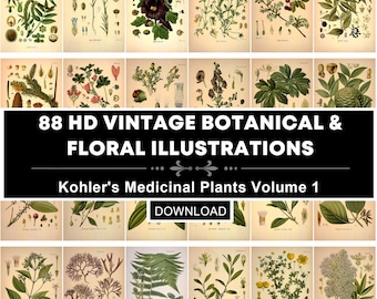 Vintage Medicinal Plants Botanical Illustrations | Kohler's Flora Vol.1  Printable wall art(Digital Download)