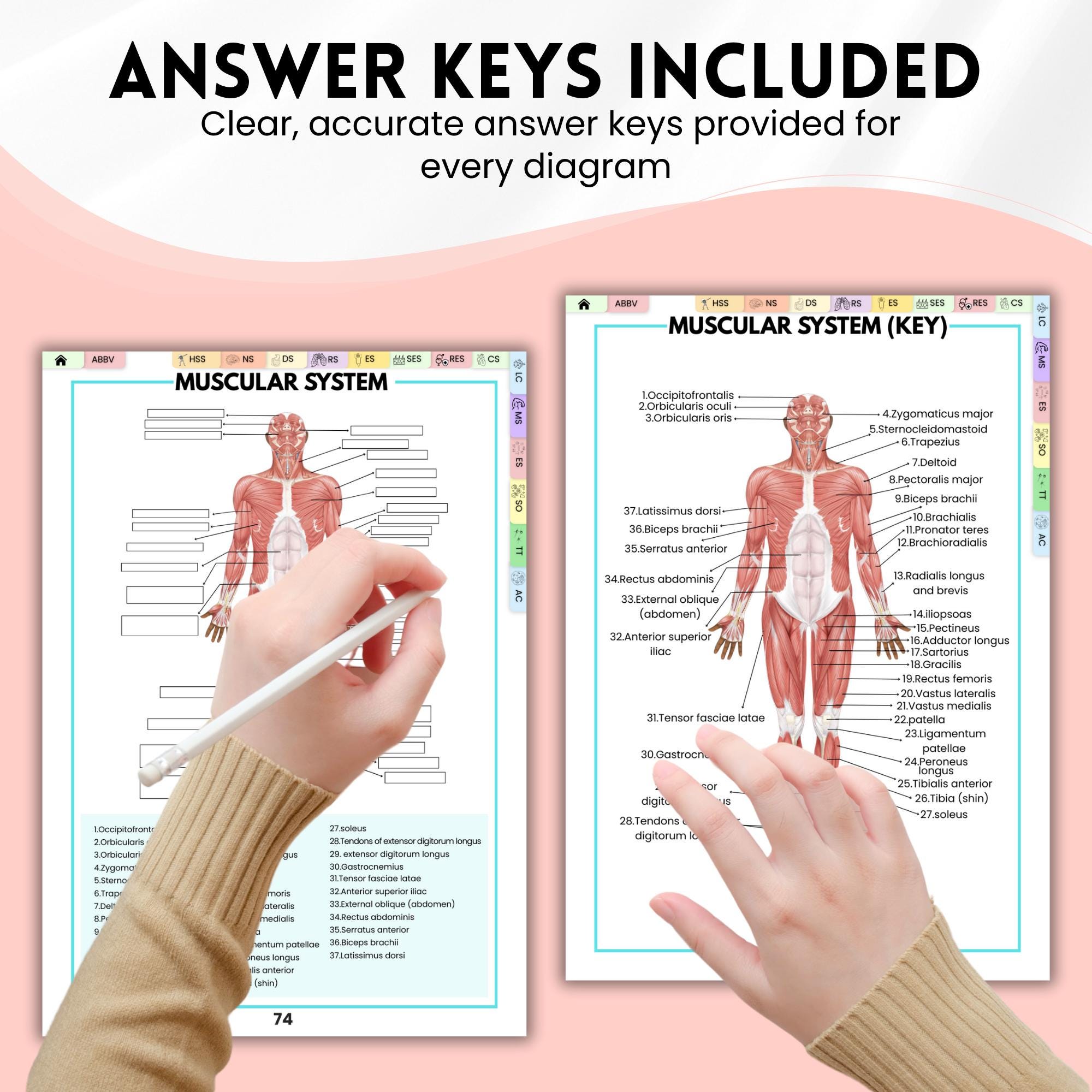 Anatomy Labeling Workbook PDF | Nursing Student Study Guide | Anatomy ...