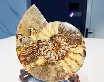 希少な 12 インチのオウムガイ化石 (cenoceras striatus