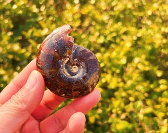 研磨されたアンモナイトの化石、本物のコレクター向け、認定済み