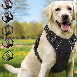 Puede incluir: Un arnés negro para perros con ribete reflectante blanco lo lleva un Labrador Retriever amarillo. Se muestran varios otros arneses en rojo, rosa, negro, morado y amarillo. El perro está sentado en un campo de hierba.