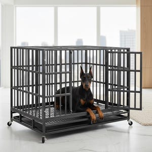 May include: A black metal dog crate with a door open. A black and tan Doberman Pinscher is inside the crate, lying down. The crate has a tray at the bottom and is on wheels. The background is a bright room with large windows.