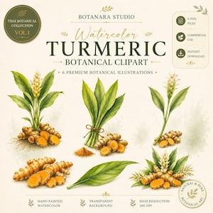 Imágenes prediseñadas botánicas de cúrcuma en acuarela PNG, ilustración de hierba tropical pintada a mano (uso comercial)