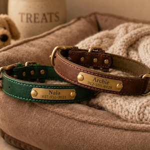 Pode incluir: Duas coleiras de couro para animais de estimação, uma verde-escura e outra castanha, cada uma com uma fivela de latão e uma placa retangular de latão. A coleira verde tem gravado Nala 617-555-3021 e a castanha Archie 312-555-6428.
