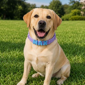 Op de afbeelding: Een lachende gele Labrador Retriever met een paarse halsband met de naam "MAX" in blauwe letters. De hond zit op groen gras in een park, met bomen op de achtergrond.