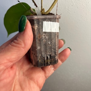 May include: A small, clear plastic pot containing a young plant with a large, green leaf. The pot has drainage holes and a white label. The plant's stem is visible, and the pot is held by a hand with green nail polish.