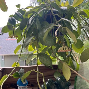 May include: A hanging Hoya plant with thick, waxy, green leaves and clusters of small, pale pink, star-shaped flowers. Below the plant, a small ceramic frog sits on a blue and white mushroom, and a dark green, glossy ceramic frog figurine rests nearby.
