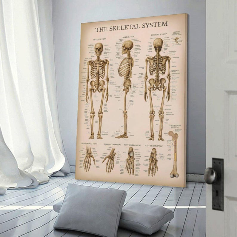 The Skeletal System Vintage Anatomy Poster Medical Wall Art Human ...