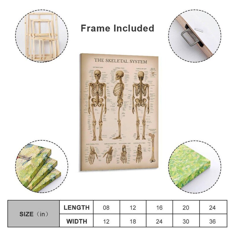 The Skeletal System Vintage Anatomy Poster Medical Wall Art Human ...