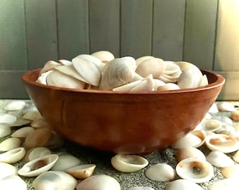 Neutral Seashell Mix | Coastal Decor, Craft Shells