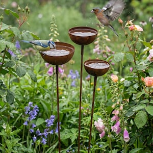 May include: Three weathered metal bird baths stand in a vibrant garden setting. A blue tit drinks from one, while a chaffinch takes flight. The garden is filled with colorful flowers and foliage.