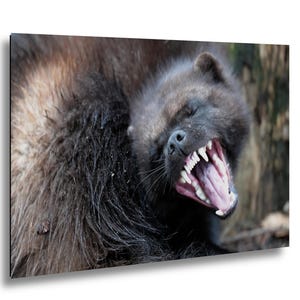 Nature Wolverine Wall Art, Close-Up Photo, Sharp Teeth (Home Decor)