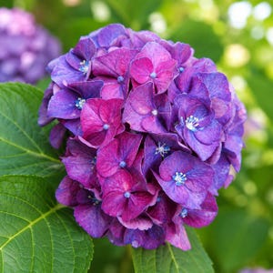May include: A vibrant hydrangea flower head featuring clusters of deep purple and magenta petals with small blue centers. The spherical bloom is surrounded by large, textured, serrated green leaves that provide a sharp contrast to the rich floral colors.