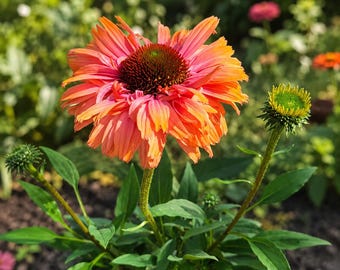 50 Sunseeker Rainbow Coneflower Seeds Echinacea Perennial Flowers