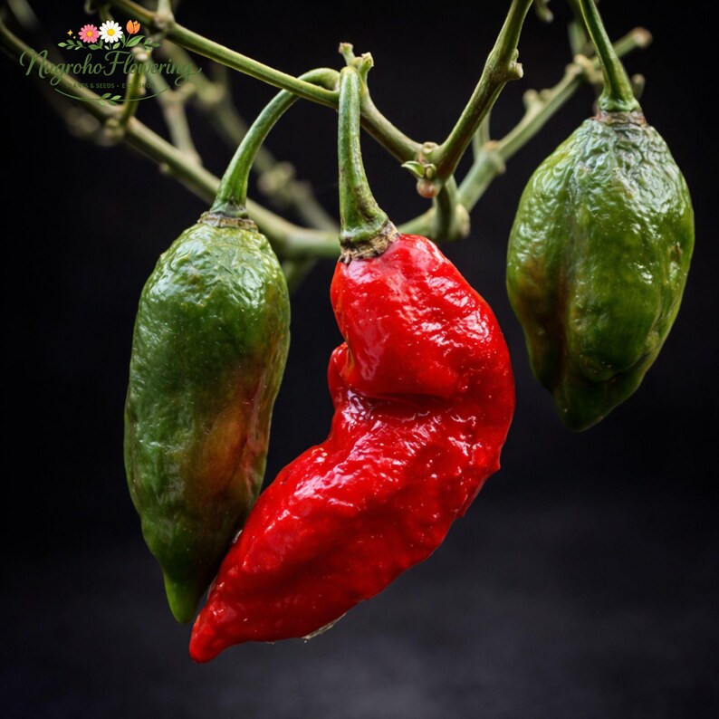 Ghost Pepper Seeds 10 Bhut Jolokia Heirloom Super Hot Chili Seeds ...