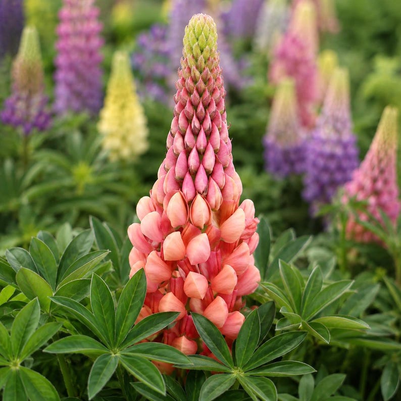 Lupine Seeds Salmon Star Lupinus Perennial Flower Tall Spikes Cottage Garden