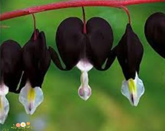 Black Bleeding Heart Seeds Dicentra Shade Flower Rare Perennial Garden Seeds