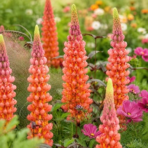 Lupine Seeds Salmon Star Lupinus Perennial Flower Tall Spikes Cottage Garden