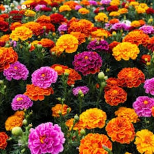 May include: A vibrant field of marigold flowers in shades of orange, yellow, and magenta. The flowers are in full bloom, with dense, layered petals. Green foliage provides a backdrop for the colorful blossoms. The image is a close-up, showcasing the texture and detail of the flowers.