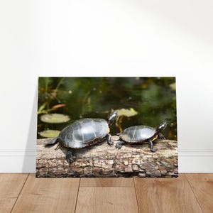 May include: Two turtles with dark gray shells and black heads are perched on a weathered log. The turtles are in front of a pond with lily pads and green foliage. The log is brown and textured.